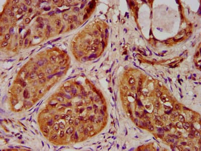 HIST1H4I Antibody