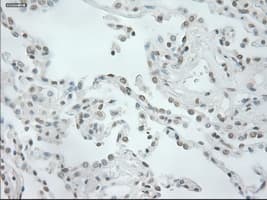 Monoclonal Mouse anti-Human NEUROG1 / NGN1 / Neurogenin 1 Antibody (clone OTI5A10, IHC, WB)