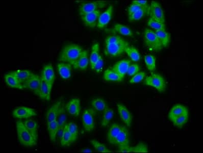 Polyclonal Rabbit anti-Human APMAP / C20orf3 Antibody (IHC, IF, WB)
