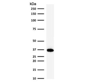 POU2AF1 / BOB1 Antibody (clone PD2AF1-1, Azide-free, BSA-free)