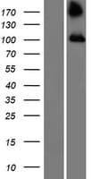 TBC1D2 Protein (Over-Expression Lysate Myc-DDK (Flag))