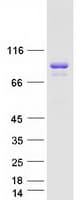 Human NGEF / EPHEXIN Protein (Recombinant Myc-DDK (Flag))