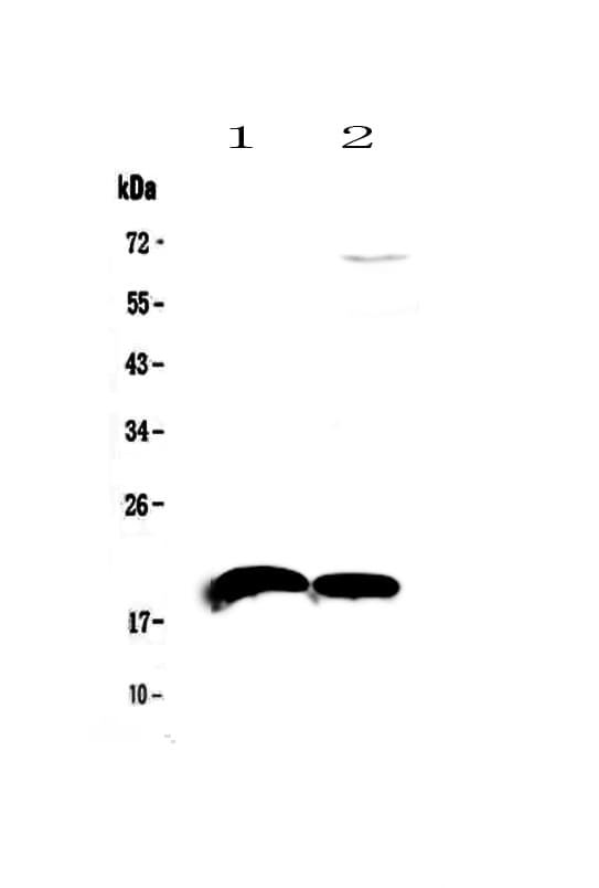Polyclonal Rabbit anti-Mouse IL22 Antibody (WB)