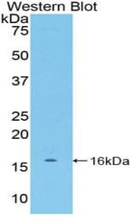 BDNF Antibody (aa117-248)