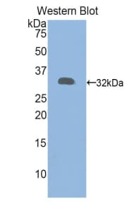 HAO1 Antibody (aa102-357)