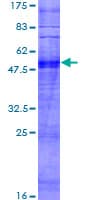 Human OR10G9 Protein (Recombinant GST)