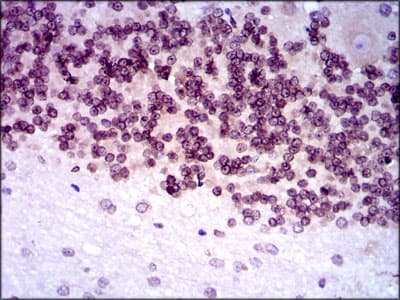 NR6A1 / GCNF Antibody (clone 4G8)