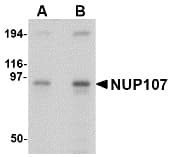 IHC-plus™ Polyclonal Rabbit anti-Human NUP107 Antibody (IHC, IF, WB)