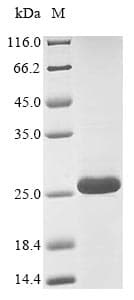 Alpha-conotoxin(Conus vexillum) Protein (Recombinant 10His-SUMO, N-terminus + Myc, C-terminus)