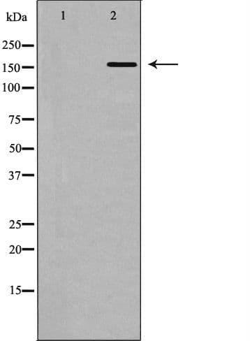 POLA1 / DNA Polymerase Alpha 1 Antibody