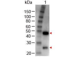 Polyclonal Rabbit Anti-Goat IgG Secondary Antibody (HRP, IHC, WB)