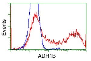 ADH2 / ADH1B Antibody (clone OTI5D7)