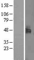 LSAMP / LAMP Protein (Over-Expression Lysate Myc-DDK (Flag))