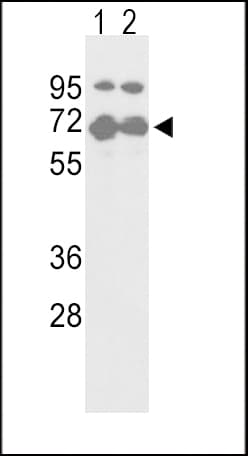 Polyclonal Rabbit anti-Human NFE2L2 / NRF2 Antibody (Ser40, WB)