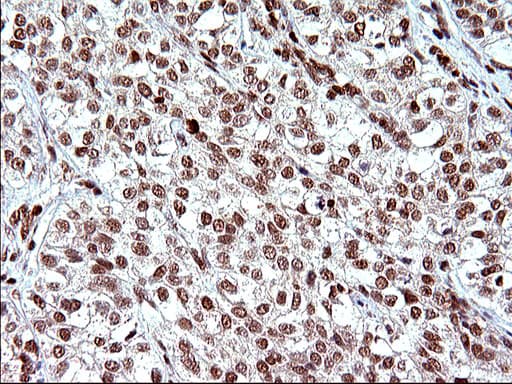 POLR3GL Antibody (clone OTI5E8, Carrier-free)