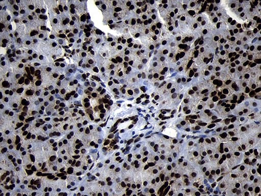 Monoclonal Mouse anti-Human HOXC4 Antibody (clone OTI1F6, IHC, WB)