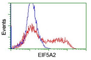 EIF5A2 Antibody (clone OTI6G7)