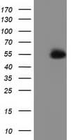 SNTA1 / Syntrophin Alpha 1 Antibody (clone OTI1D4)