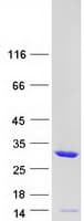 Human TPMT Protein (Recombinant Myc-DDK (Flag))