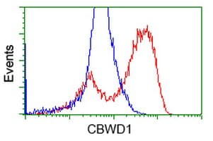 CBWD1 Antibody (clone OTI9B8)