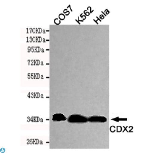 CDX2 Antibody