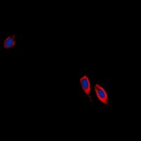 EFNB3 / Ephrin B3 Antibody (C-Terminus)