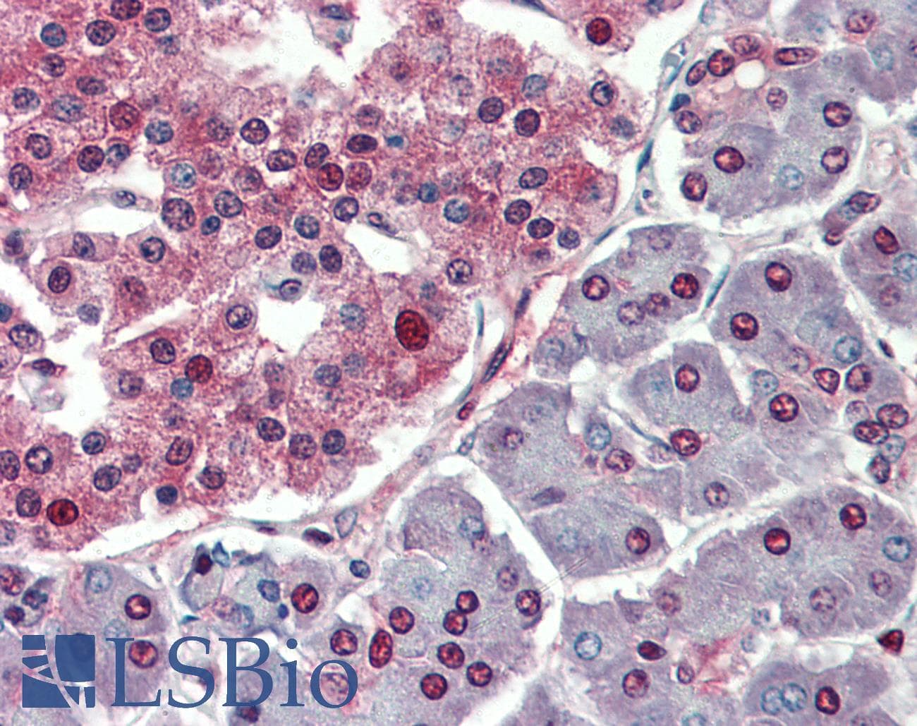 PathPlus™ MYC / c-Myc Antibody (aa408-439, clone 9E10)