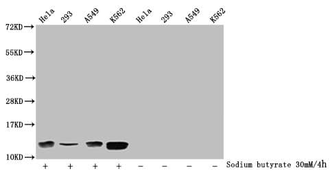HIST1H4I Antibody