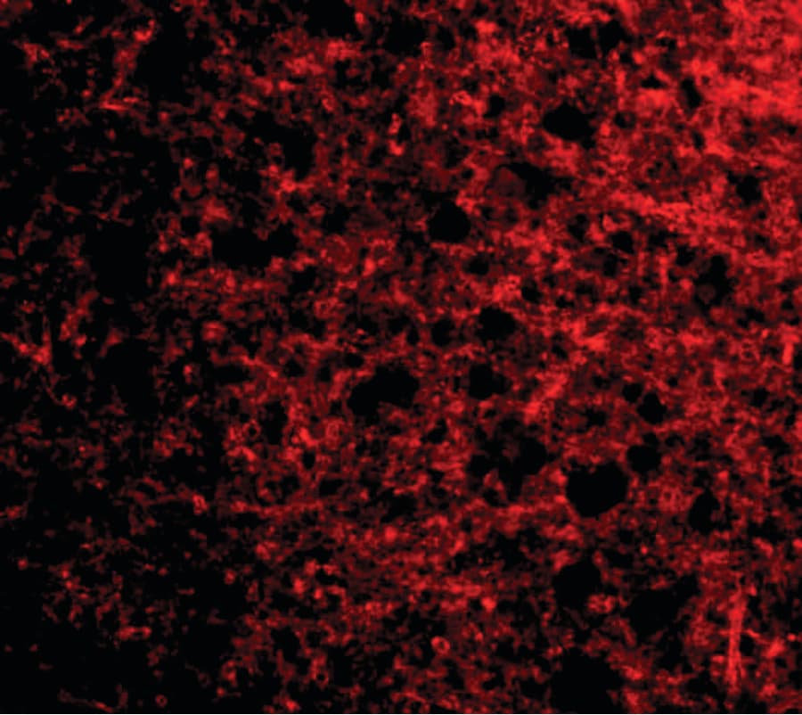 PathPlus™ STMN1 / Stathmin / LAG Antibody