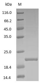 Papain Protein (Native)