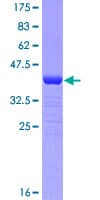 Human SMURF1 Protein (Recombinant GST, N-terminus)