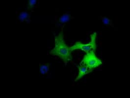 DYNC1LI1 Antibody (clone OTI1B9)