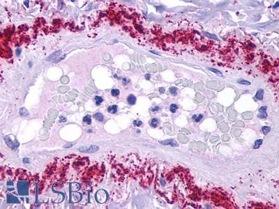 PathPlus™ LPAR1 / LPA1 / EDG2 Antibody (Cytoplasmic Domain)