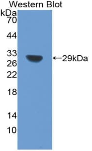 SIRT1 / Sirtuin 1 Antibody (aa238-482)
