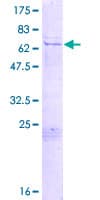 Human EDR / PEG10 Protein (Recombinant GST)