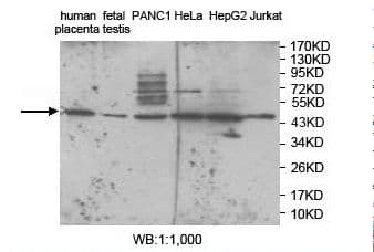 ZNF597 Antibody (aa10-240)