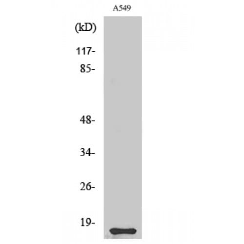 CST11 Antibody (50-130 aa, C-terminal)
