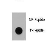 Polyclonal Rabbit anti-Human DNMT / DNMT1 Antibody (phospho-Ser714)