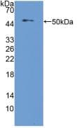 NUCB2 / Nucleobindin 2 Antibody (aa25-420, Cy3)