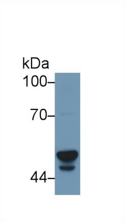 CYP3A7 Antibody (aa344-497)