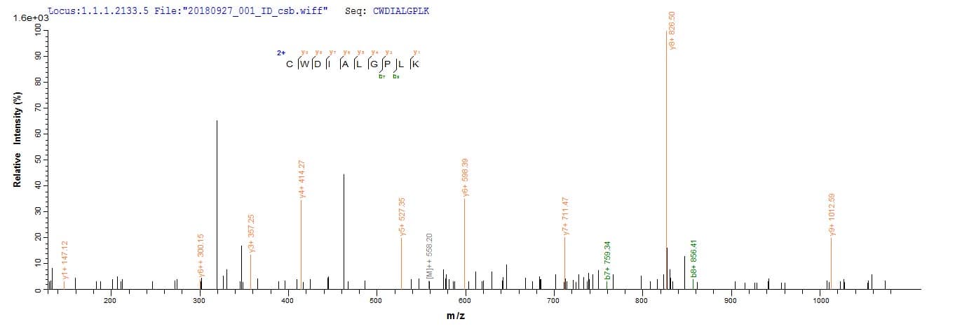 Human TMEM85 Protein (Recombinant 10His, N-terminus)