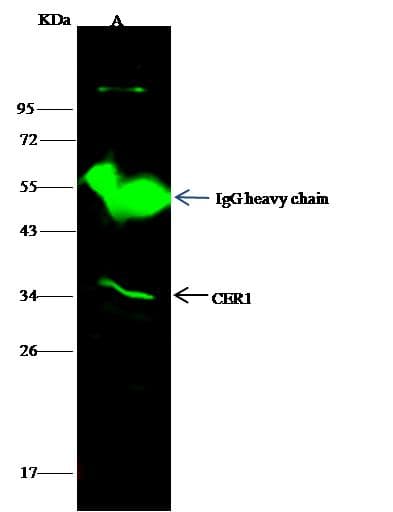 Polyclonal Rabbit anti-Human CER1 Antibody (Preservative Free, WB)