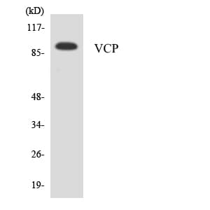VCP Antibody (aa297-346)