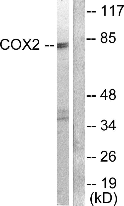 PTGS2 / COX2 / COX-2 Antibody