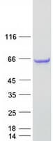 Human C5orf22 Protein (Recombinant Myc-DDK (Flag))