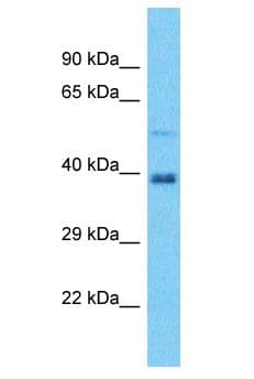 NEURL1B Antibody (aa245-294)