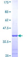 Human CLU / Clusterin Protein (Recombinant GST, N-terminus)