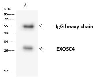 EXOSC4 / RRP41 Antibody