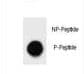 BAD Antibody (phospho-Thr80)