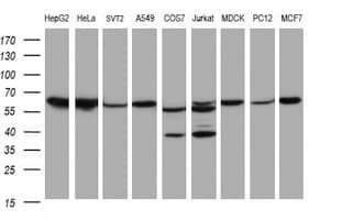 HSPD1 / HSP60 Antibody (clone OTI6F11, Carrier-free)